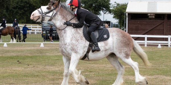 Young rider with red and black cap on horse pacing across competition venue
